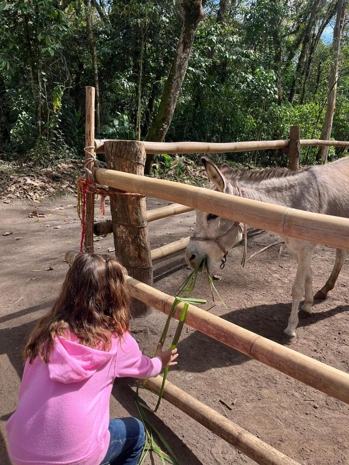 Boscana Forest Resort & Residence Coscomatepec de Bravo المظهر الخارجي الصورة